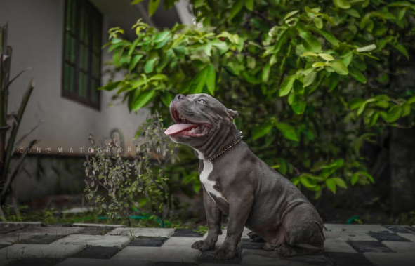 Dr Lowrance L J Veterinary Hospital Aramada